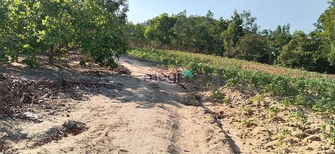 Hình ảnh Bán 2.3 ha đất Tân Đức, Hàm Tân chưa qua Trang MB66.COM Chính Thức - MB 66 Uy Tín
