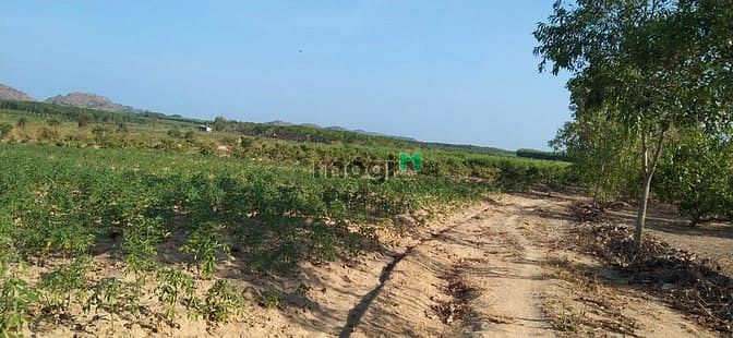 Hình ảnh Bán 2.3 ha đất Tân Đức, Hàm Tân chưa qua Trang MB66.COM Chính Thức - MB 66 Uy Tín