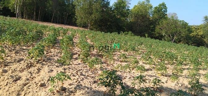 Hình ảnh Bán 2.3 ha đất Tân Đức, Hàm Tân chưa qua Trang MB66.COM Chính Thức - MB 66 Uy Tín