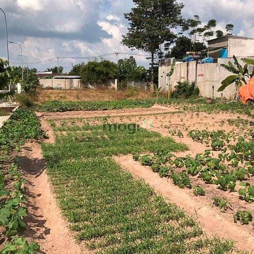 Hình ảnh Cần bán gấp lô đất Bình mỹ ,Củ Chi mặt tiền giá rẻ