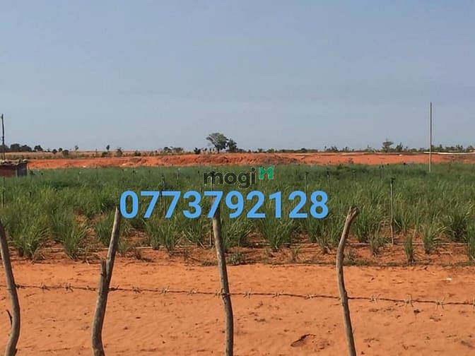Hình ảnh ĐẤT BÌNH THUẬN GIÁ CHỈ 70.000/m2, Ven biển, cạnh sân bay.