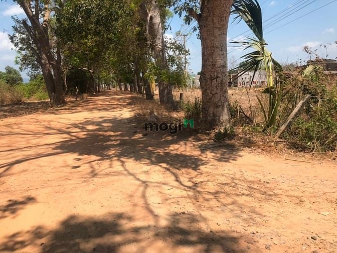 Hình ảnh Đất 4400 m2 . Hàm tân bình thuận. Giá 2 tỷ
