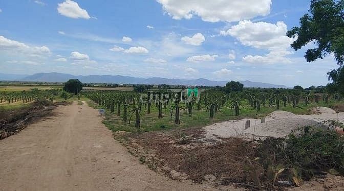 Hình ảnh Đất trồng cây cách khu dân cư 500m chỉ 70k/m2 SHR