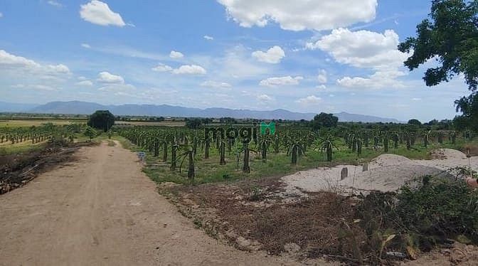 Hình ảnh Đất mặt tiền đường 20m cách biển 7km SHR