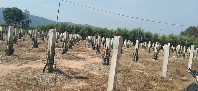 Hình ảnh Bán 8.6 sào đất cổng KCN Tân Đức, Hàm Tân giá mềm