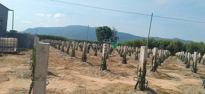 Hình ảnh Bán 8.6 sào đất cổng KCN Tân Đức, Hàm Tân giá mềm