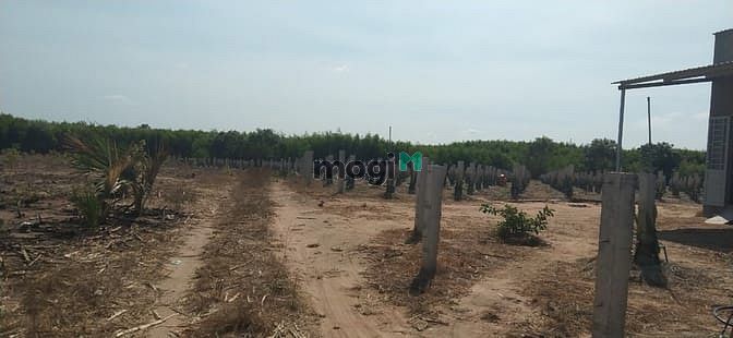 Hình ảnh Bán 8.6 sào đất cổng KCN Tân Đức, Hàm Tân giá mềm