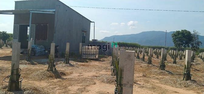Hình ảnh Bán 8.6 sào đất cổng KCN Tân Đức, Hàm Tân giá mềm