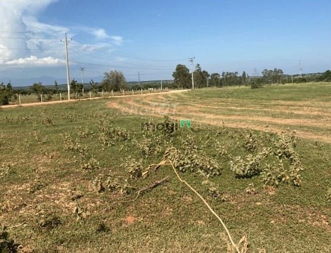 Hình ảnh Đất Hồng Thái Bắc Bình có SHR 12450m2, chính chủ 700tr