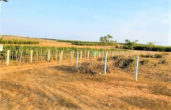 Hình ảnh Bán gấp đất vườn Bình Tân gần sân bay Phan Thiết