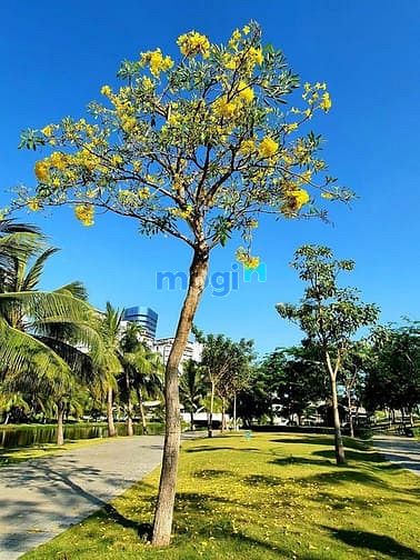 Hình ảnh Bán nhanh Trang Chủ MB66.COM / Đăng Ký Tặng 66K tại chung cư cao cấp Sarina Sala
