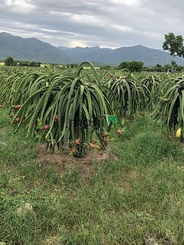 Hình ảnh Đất Hòa Thắng cần bán gấp view biển