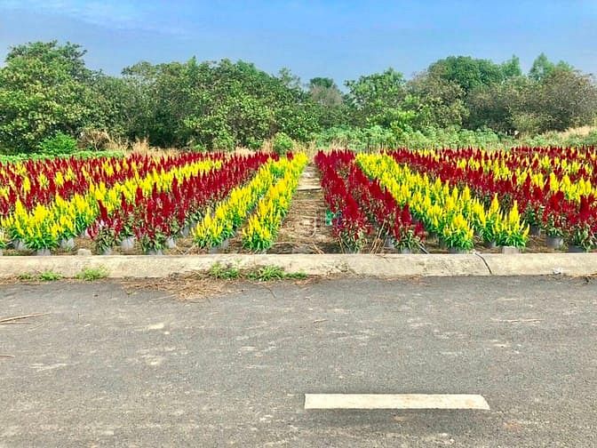 Hình ảnh Bán lô đất nền thổ cư 100% liền kề KCN Bàu Xéo. Đối diện trường cấp 2
