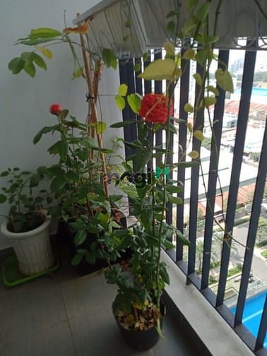 Hình ảnh Cho thuê C/h M One, Q7, 61m2, giá 11 triệu