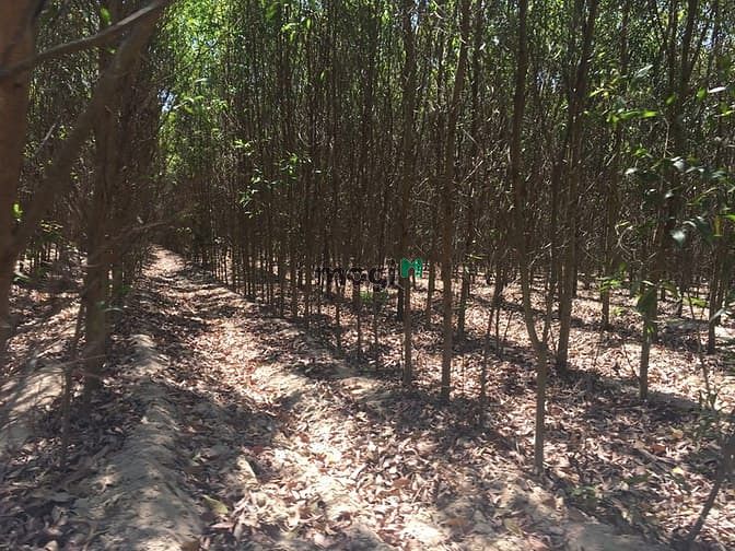 Hình ảnh Bán 8 sào đất Tân Bình, thị xã LaGi giá gốc
