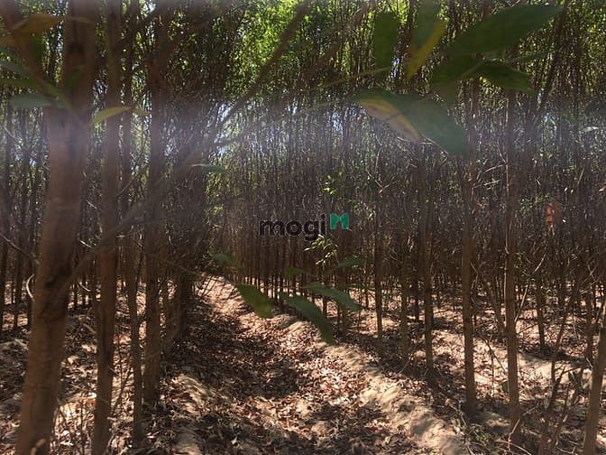 Hình ảnh Bán 8 sào đất Tân Bình, thị xã LaGi giá gốc