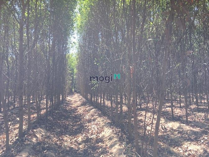 Hình ảnh Bán 8 sào đất Tân Bình, thị xã LaGi giá gốc