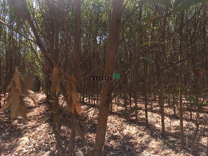 Hình ảnh Bán 8 sào đất Tân Bình, thị xã LaGi giá gốc