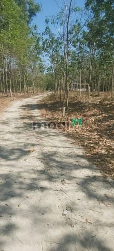 Hình ảnh Bán 2000m2 đất Tân Bình, Bắc Tân Uyên cách DT 741 50m, sổ sẵn giá đẹp