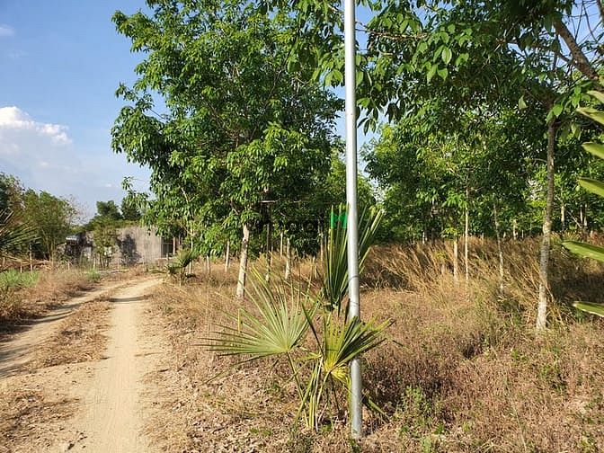 Hình ảnh Bán 1.8 hecta đất Tân Đức, Hàm Tân rẻ nhất thị trường