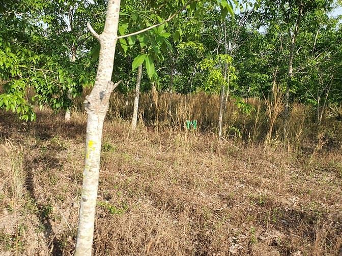 Hình ảnh Bán 1.8 hecta đất Tân Đức, Hàm Tân rẻ nhất thị trường