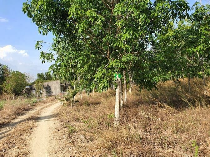 Hình ảnh Bán 1.8 hecta đất Tân Đức, Hàm Tân rẻ nhất thị trường