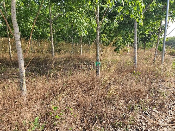 Hình ảnh Bán 1.8 hecta đất Tân Đức, Hàm Tân rẻ nhất thị trường
