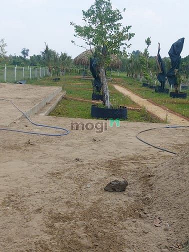 Hình ảnh Bán đất có sẵn vườn, SHR, đường ÔTÔ, GIÁ 1TR/M2