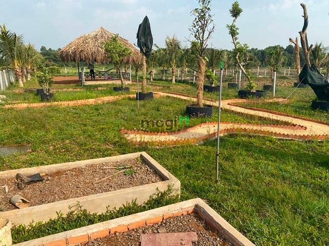 Hình ảnh Bán đất có sẵn vườn, SHR, đường ÔTÔ, GIÁ 1TR/M2