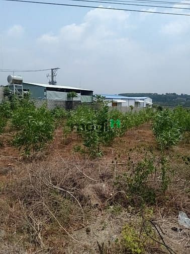 Hình ảnh Đất mặt tiền phước bình long thành siêu đẹp