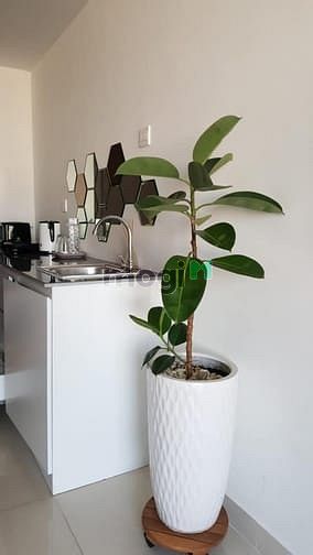 Hình ảnh ⭐️STUDIO ~30m2 ⭐️ - Chung cư RIVER GATE