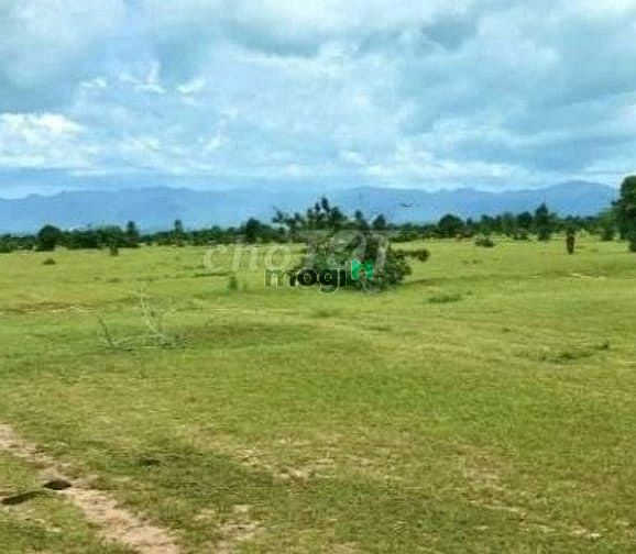 Hình ảnh Chỉ 700 tr có ngay 10.000m2 đất vườn ven biển