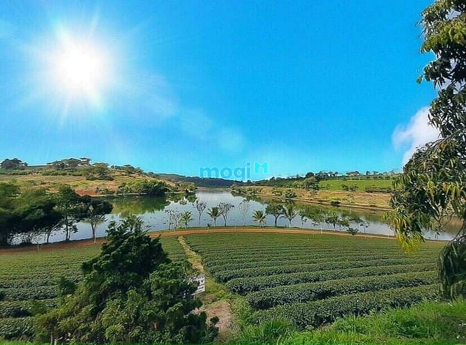 Hình ảnh Bán nền ngay ngã 5 đambri Bảo lộc, full thổ cư giá rẻ