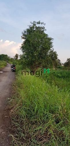 Hình ảnh Đất Mt-Lô Góc –Đông Thạnh-Hóc Môn – 3743m2 – Chỉ 3tr/1m2.