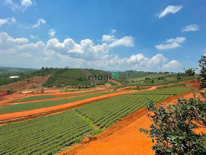 Hình ảnh Đất nền thổ cư Đồi chè Tâm Châu - Sổ hồng riêng xây dựng tự do