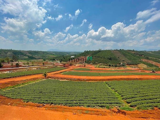 Hình ảnh Đất nền thổ cư Đồi chè Tâm Châu - Sổ hồng riêng xây dựng tự do
