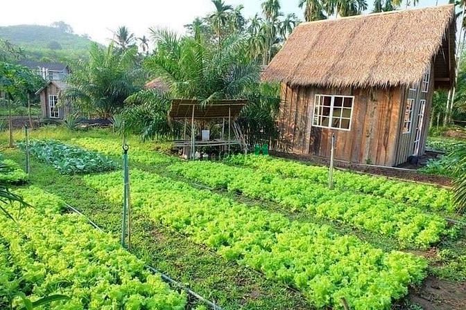 Hình ảnh Đất vườn Củ Chi Papa Farm 2 Riverside