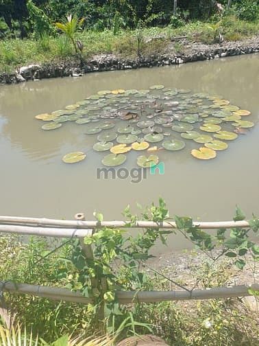 Hình ảnh Đất vườn Củ Chi Papa Farm 2 Riverside