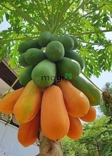 Hình ảnh Đất vườn Củ Chi Papa Farm 2 Riverside