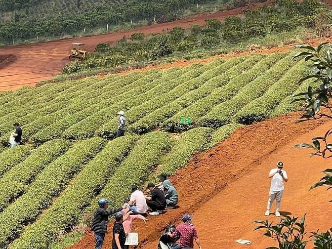 Hình ảnh Đất nền thổ cư Bảo Lâm – Đồi diện đồi chè Tâm Châu xây dựng tư do giá