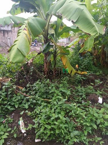 Hình ảnh bán mảnh đất đẹp Thượng Cát-Bắc Từ Liêm