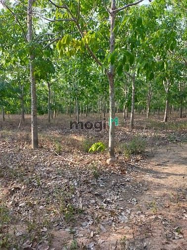 Hình ảnh Bán 30 mẫu đất Tân Phúc, Hàm Tân giá mềm