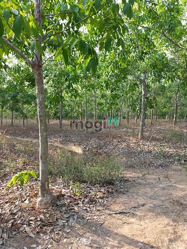 Hình ảnh Bán 30 mẫu đất Tân Phúc, Hàm Tân giá mềm