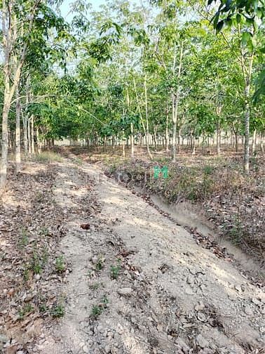 Hình ảnh Bán 30 mẫu đất Tân Phúc, Hàm Tân giá mềm