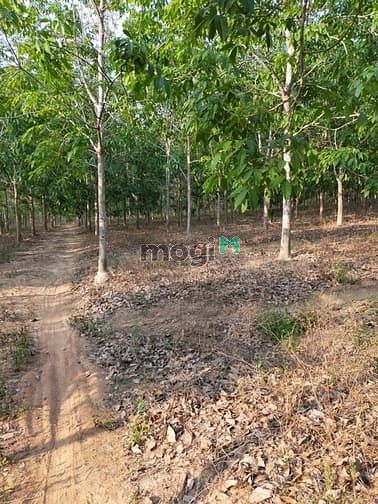 Hình ảnh Bán 30 mẫu đất Tân Phúc, Hàm Tân giá mềm