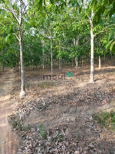 Hình ảnh Bán 30 mẫu đất Tân Phúc, Hàm Tân giá mềm