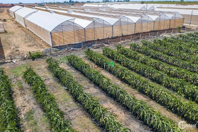 Hình ảnh Đất Phan Thanh Gần Đường Liên Huyện View Bao Đẹp Giá 70K/m2 SHR