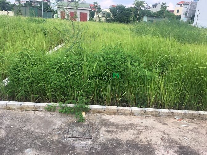 Hình ảnh Cần bán gấp lô đất TT8 đất đấu giá Cự Khối, ô 2 mặt thoáng, không trụ