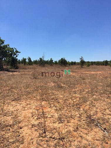 Hình ảnh Đất Sông Lũy giá 65k/m2, sẵn sổ, còn 2 lô duy nhất.