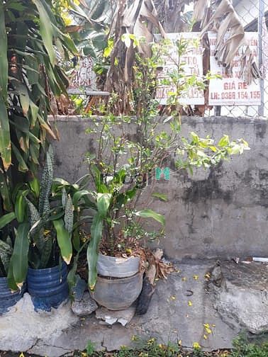 Hình ảnh Bán đất 2 mặt tiền kinh doanh buôn bán sầm uất Phường Tân Tiến